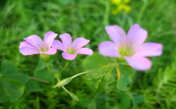 Bóng sắc